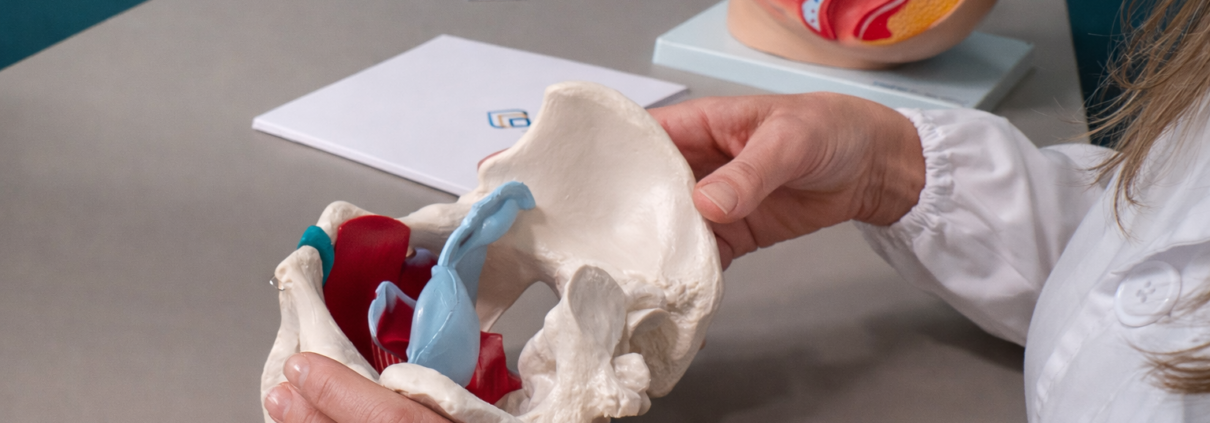 Le mani di una professionista mostrano un modello anatomico del bacino femminile; dietro, sul tavolo, un modello in sezione degli organi pelvici